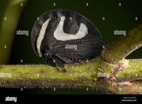 Treehopper Membracis Foliatafasciata Hi Res Stock Photography And