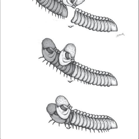 Infaunal molting process (exuviation ) in Paciphacops (Paciphacops ...