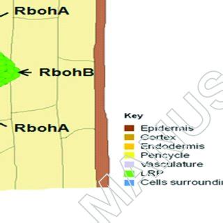 A model of lateral root formation showing a lateral root primordium and... | Download Scientific ...