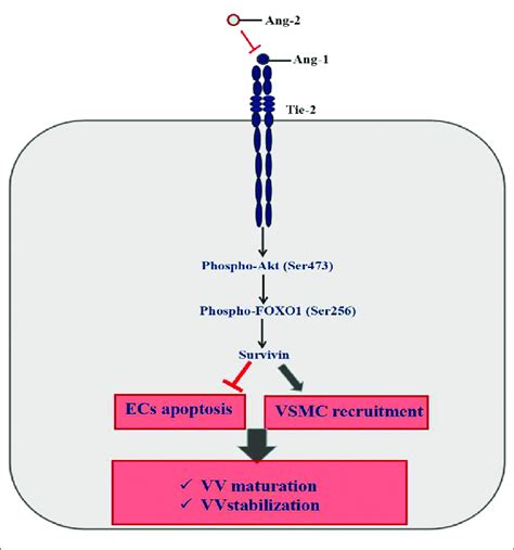 Mechanism Of Ang 1 Tie Signaling Pathway Maintaining The Vasa Vasorum