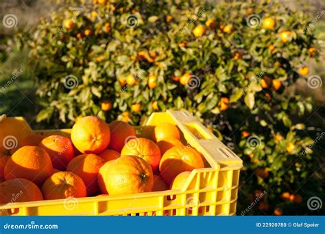 Orange Harvest Stock Photo Image Of Readysunny Fresh 22920780