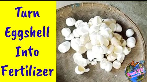 Turn Eggshell Into Fertilizer Calphos Making Youtube