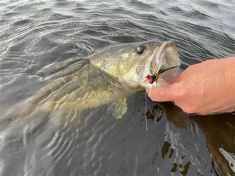 Fly Fishing For Largemouth Bass Wired2Fish