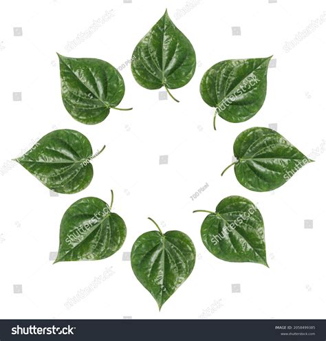 Paan Leaf Round Design White Background Stock Photo 2058499385 ...