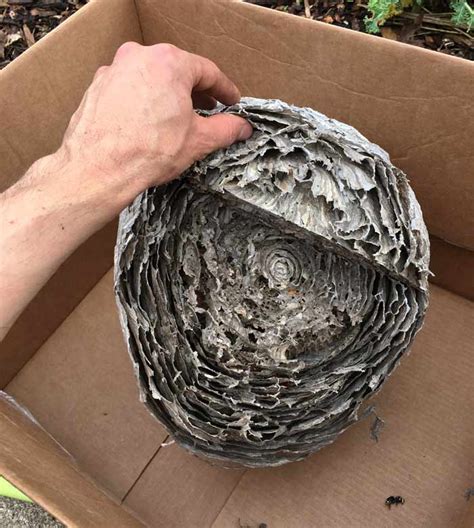 Want To Take A Look Inside A Bald Faced Hornet Nest Tyrant Farms