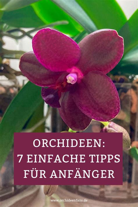 Orchideen 7 Einfache Und Wirkungsvolle Tipps Für Anfänger