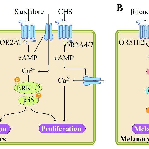 Summary of signaling pathways and functions regulated by ectopic ORs in ... 