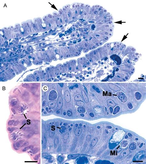 A C Light Micrographs Through The Small Intestine Of The Cat Showing