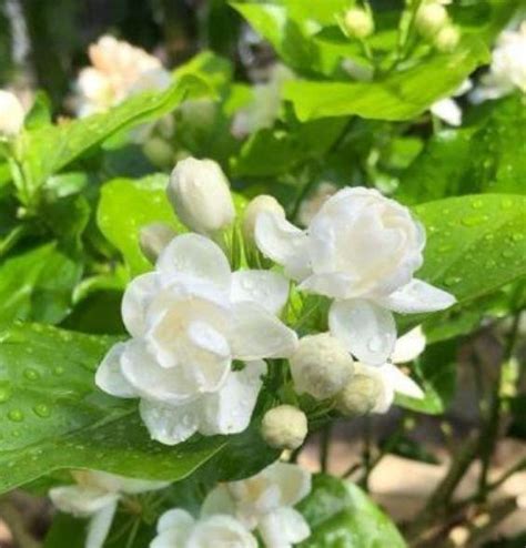 陽台最適合養4種花，四季開花不斷，陽台變成小花園，漂亮好養！ 壹讀