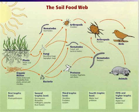 The Soil Food Web