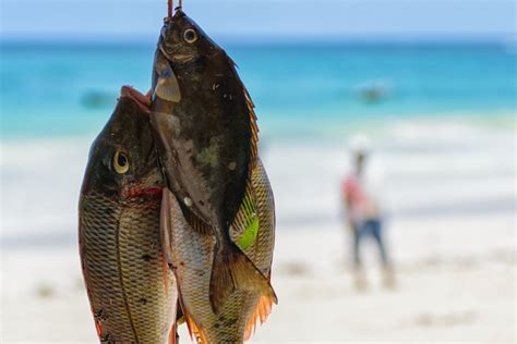 Wyspecjalizowana W Przetw Rstwie Rybnym Firma Paula Fish Wykorzysta