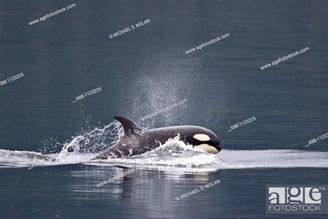 A small resident Orca pod Orcinus orca encountered in Chatham Strait ...