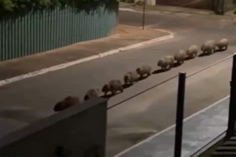 V Deo Moradora Flagra Grupo De Capivaras Passeando Em Fila Indiana