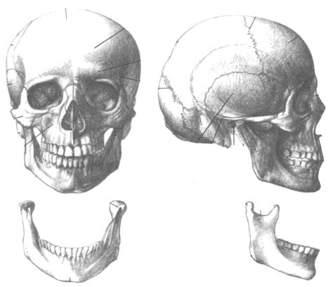 Pin By Zé Rampim On Anatomy And Physiology Drawings Skull Skull Model