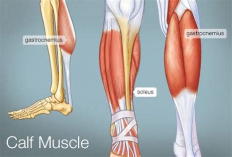 The Calf muscles: Anatomy and Function