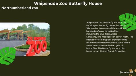 Discover The Stunning Whipsnade Zoo Butterfly House 5 Incredible Facts