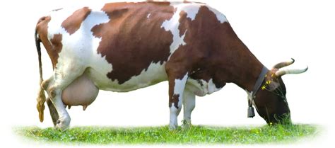 Cow Eating Grass Png