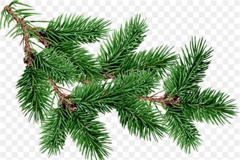 Pine Tree Branch Clip Art