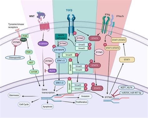 Ifitm S Mode Of Action In Cancer Tgf B Pathway Ifitm Stabilizes