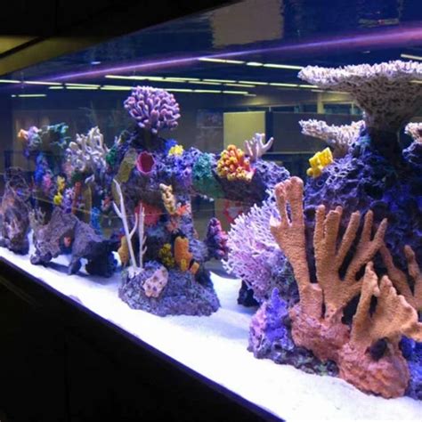 Artificial Coral Reef Aquarium at Rs 50000/piece | ARNAPURA MISTI ...