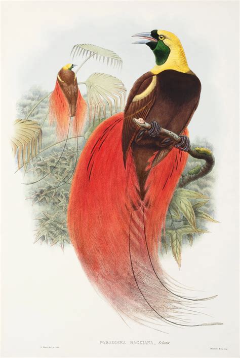 Emperor Bird Of Paradise Male 1806 Bird Illustration Magnet Artofit