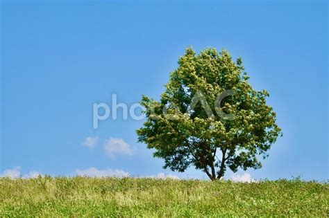 爽やかな初夏の青空と丘の上の美しい樹木 No 24638428｜写真素材なら「写真ac」無料（フリー）ダウンロードok