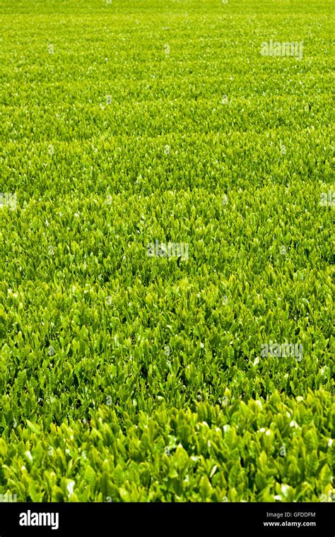 Green Tea Farm In Spring Stock Photo Alamy