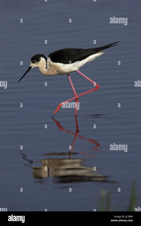 Stilt Black winged Stilt Himantopus himantopus Stelzenläufer Black