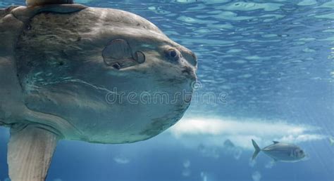 Beautiful ocean sunfish stock image. Image of animals - 259080763