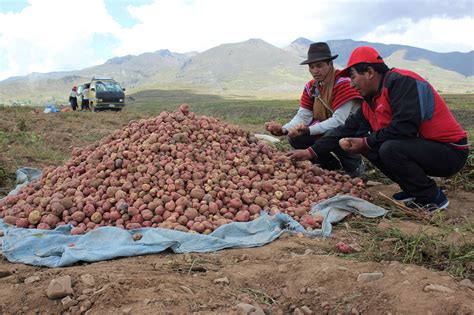 Las Papas La Columna Vertebral De Los Productores Del Altiplano Boliviano Los Tiempos