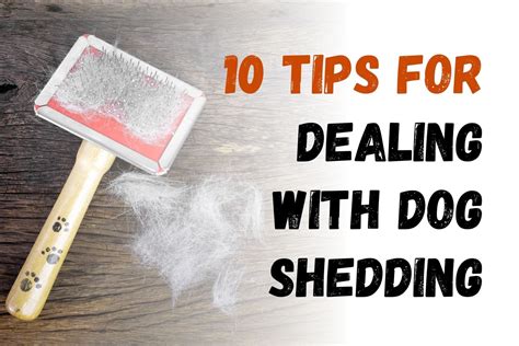 How To Manage Your Dogs Shedding 10 Useful Tips