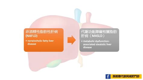 「非酒精性脂肪肝nafld」現在將被稱為「代謝功能障礙相關脂肪肝病（masld）」 孫銘聰代謝與減肥門診