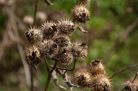 Arctium Lappa Lesser Burdock Dry Seed Heads Arctium Minus Autumn In