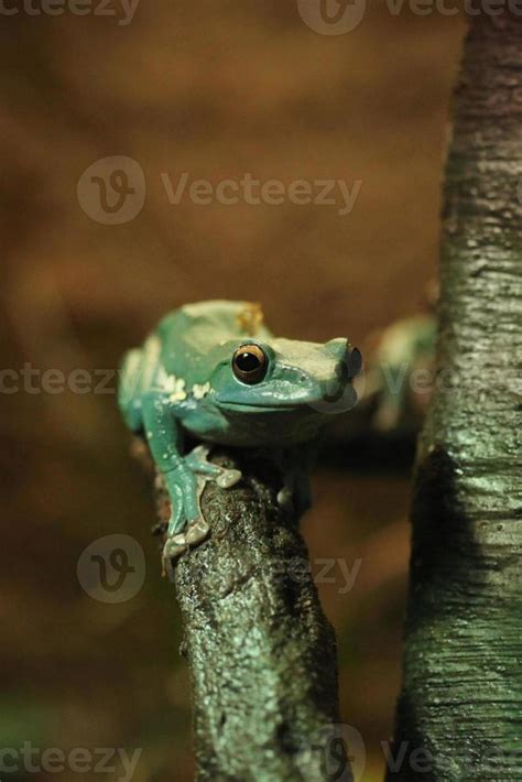 Green Chinese Gliding Frog in a Tree 3607240 Stock Photo at Vecteezy