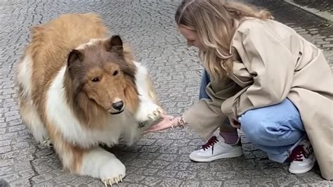 Japanese Man Spends 22000 To Become A Rough Collie Dog Au