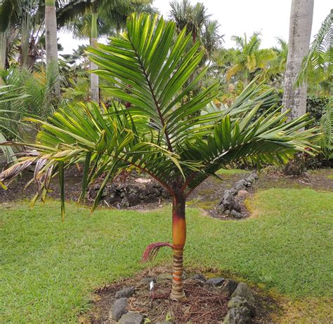 Pinanga caesia Hawaii | Palm trees landscaping, Tropical garden design ...