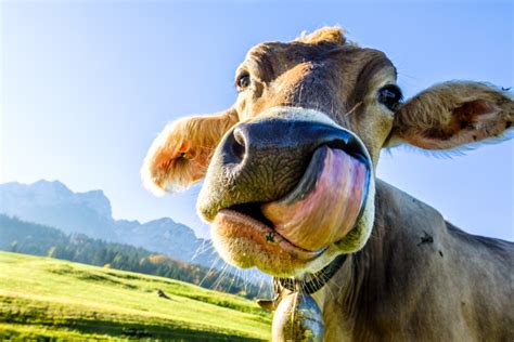 41 Farm Puns: From Corny Jokes to "Udderly" Hilarious One-Liners