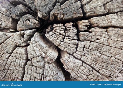 Wood cracks stock photo. Image of trunk, texture, stump - 58477778