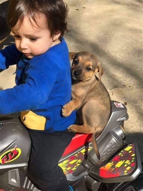 Todo dia cãezinhos projetoMila on Twitter aceleraaaa caga fralda