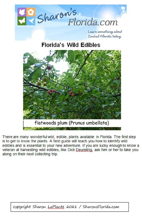 Florida S Wild Edibles A Guide To Edible Plants Native Etsy