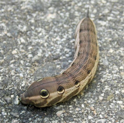 Elephant Hawk Moth Caterpillar - Photo by Alan Wiltsie | Moth ...