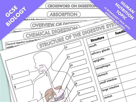 Gcse Biology Complete Worksheet Pack On The Human Nutrition Topic