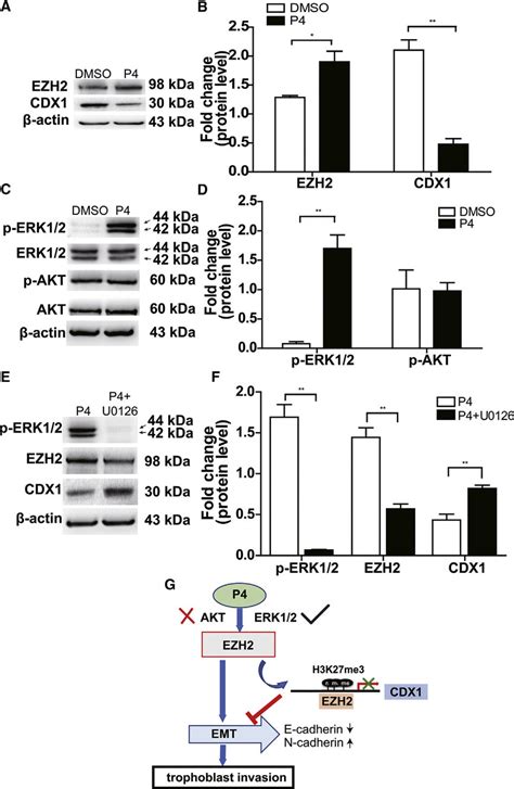 Progesterone Upregulated Ezh2 Expression Through The Erk12 Pathway A