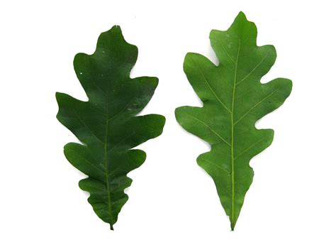 Quercus Alba White Oak Leaf Clip Art Library