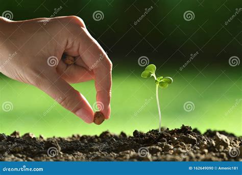 Person Hand Planting Seeds In Soi Stock Photo Image Of Farming