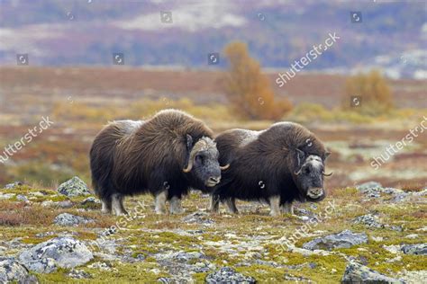 Muskox Ovibos Moschatus Bull Cow On Editorial Stock Photo Stock Image