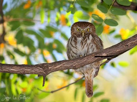 Cabur Chico Glaucidium Brasilianum Mundo Ecologia