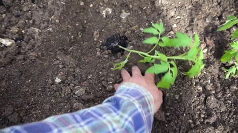 Como Y Cuando Plantar Tomates En La Huerta Ecologica Youtube