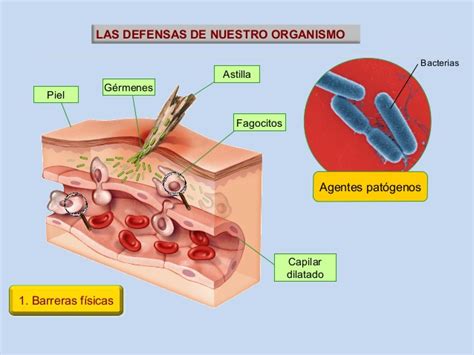 Importancia del manto ácido para la piel Oushia