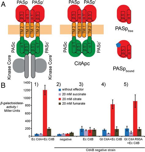 Sensory Domain Contraction In Histidine Kinase CitA Triggers